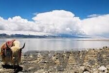 一路向西伦理片-探寻一路向西的伦理边界，一次心灵与现实的碰撞